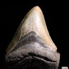 Carcharocles megalodon fosil