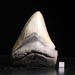 Carcharocles megalodon fosil