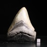 Carcharocles megalodon fosil
