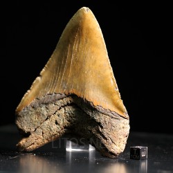 Carcharocles megalodon fosil