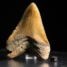 Otodus megalodon fosil