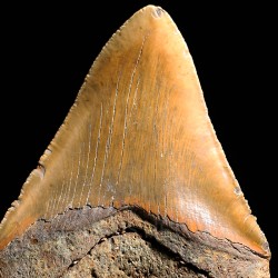 Otodus megalodon fosil