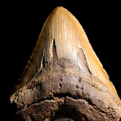 Otodus megalodon fosil