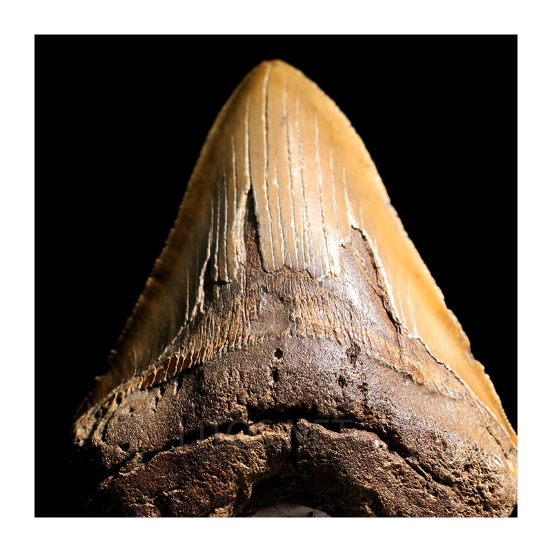 Otodus megalodon fosil