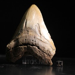 Otodus megalodon fosil