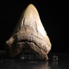 Otodus megalodon fosil