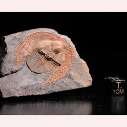 Declivolithus alfredi