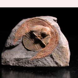 Declivolithus alfredi