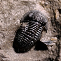 Trilobites gerastos