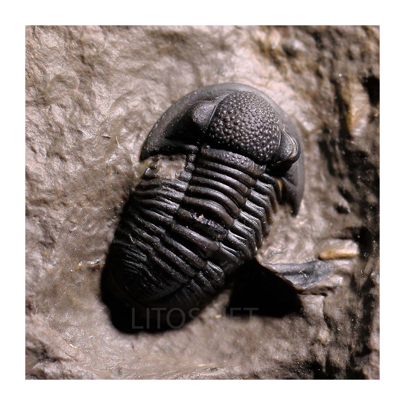 Trilobites gerastos