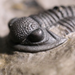 Trilobites gerastos