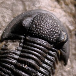Trilobites gerastos