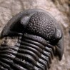 Trilobites gerastos