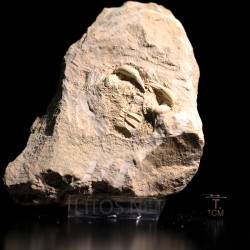 Cangrejo Marocarcinus s.p.