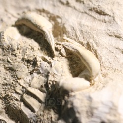 Cangrejo Marocarcinus s.p.