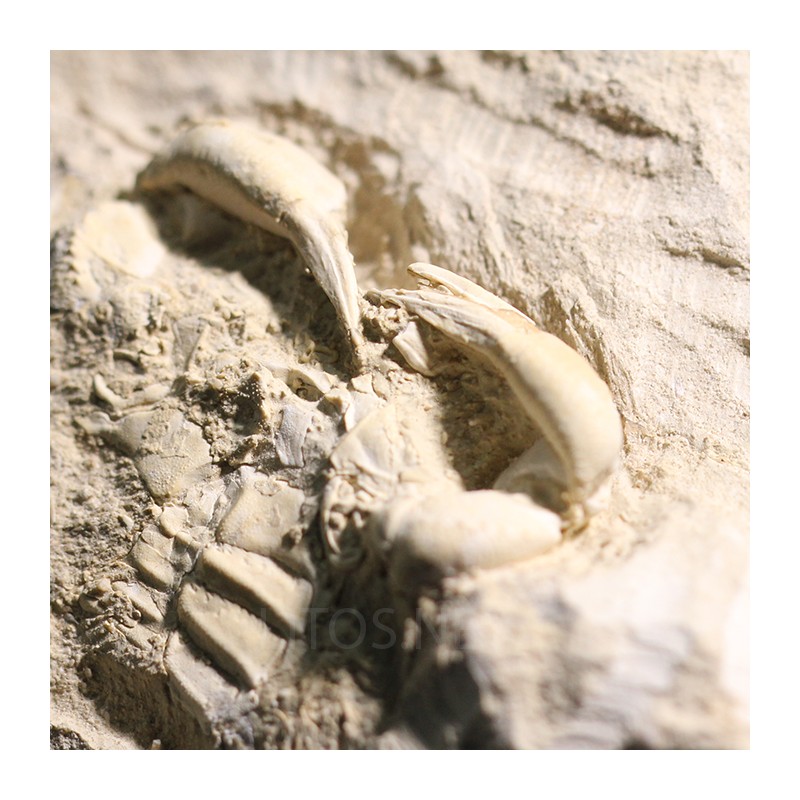 Cangrejo Marocarcinus s.p.