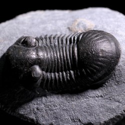 Paralejurus rehamnanus