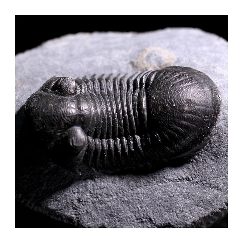 Paralejurus rehamnanus