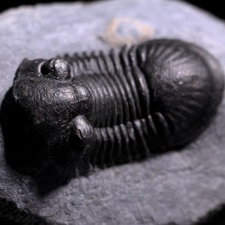 Paralejurus rehamnanus