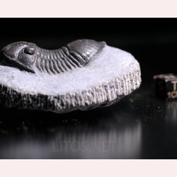 Paralejurus rehamnanus