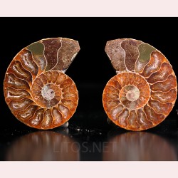 Ammonite fosil cleoniceras