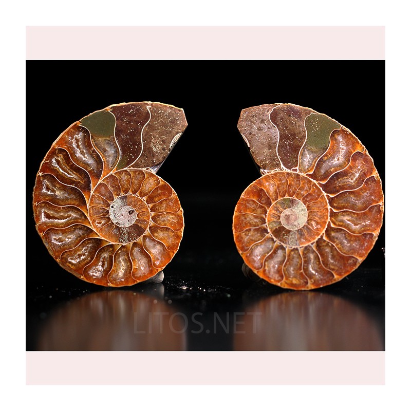 Ammonite fosil cleoniceras