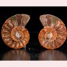 Ammonite fosil cleoniceras