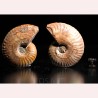 Ammonite fosil cleoniceras