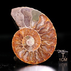 Ammonite fosil cleoniceras