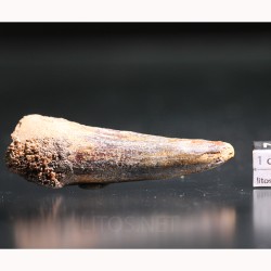 Spinosaurus aegyptiacus diente fosil