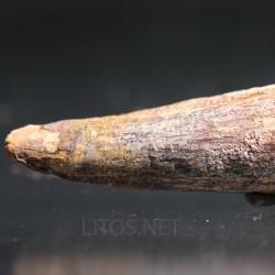 Spinosaurus aegyptiacus diente fosil