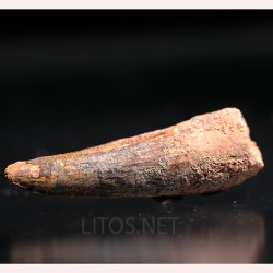 Spinosaurus aegyptiacus diente fosil