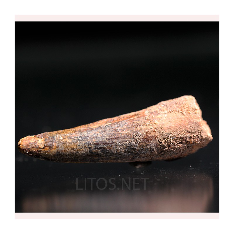 Spinosaurus aegyptiacus diente fosil