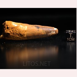 Spinosaurus aegyptiacus diente fosil