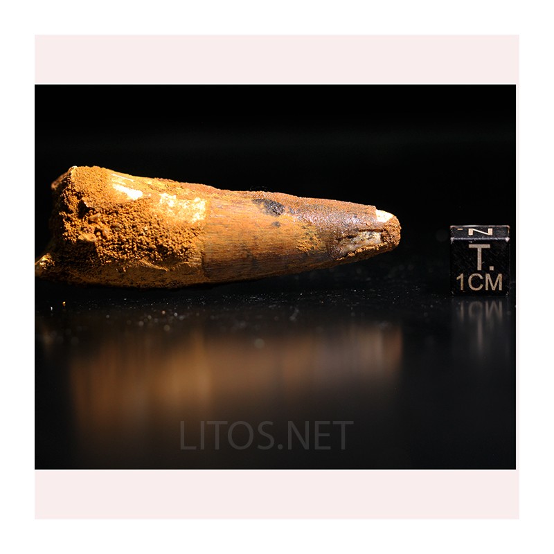 Spinosaurus aegyptiacus diente fosil