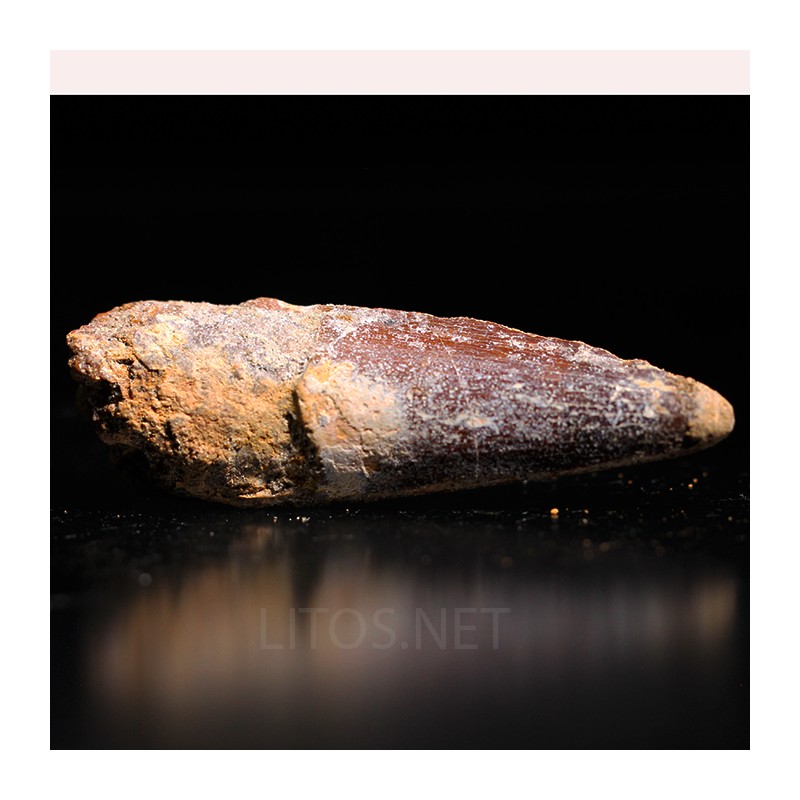 Spinosaurus aegyptiacus diente fosil