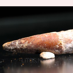 Spinosaurus aegyptiacus diente fosil