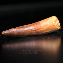 Spinosaurus aegyptiacus diente fosil