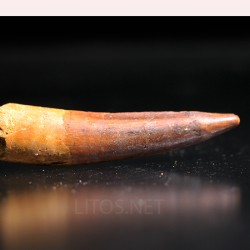 Spinosaurus aegyptiacus diente fosil