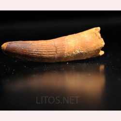 Spinosaurus aegyptiacus diente fosil