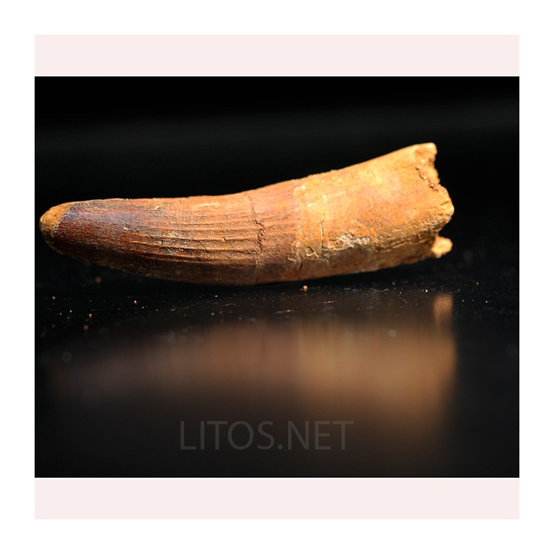 Spinosaurus aegyptiacus diente fosil