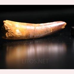 Spinosaurus aegyptiacus diente fosil