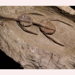 Fósil Ampyx priscus