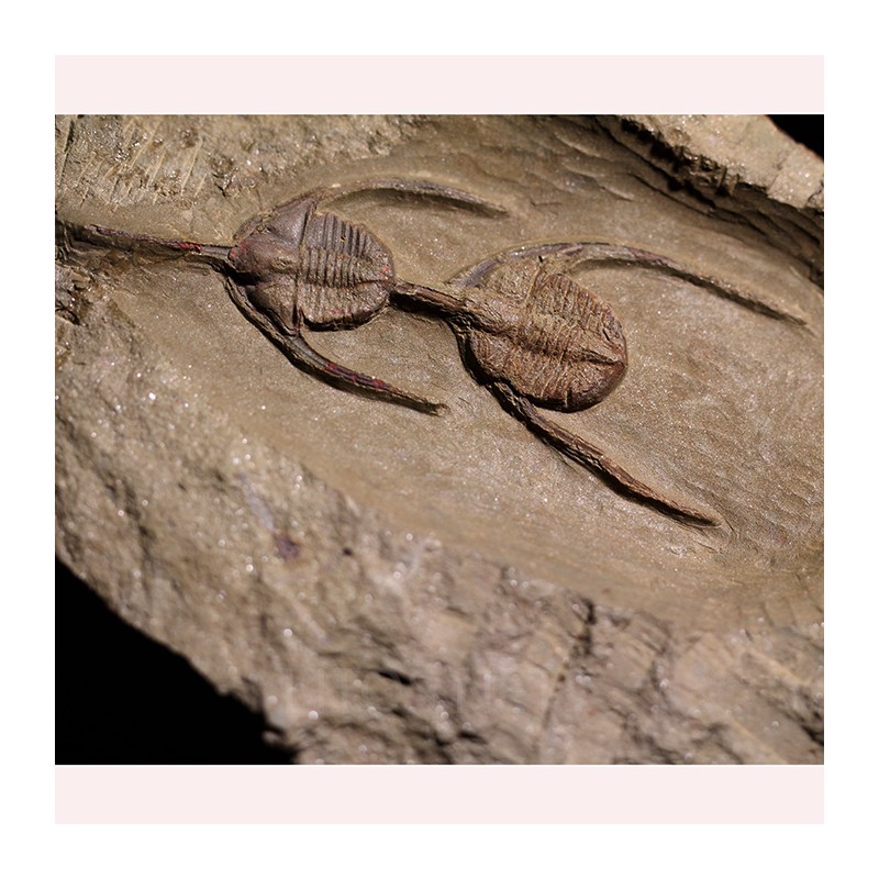 Fósil Ampyx priscus