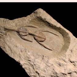 Fósil Ampyx priscus