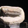 Crotalocephalina gibbus trilobites fosil