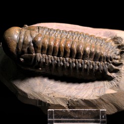 Crotalocephalina gibbus trilobites fosil
