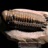 Crotalocephalina gibbus trilobites fosil