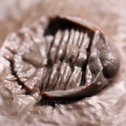 Trilobites Basseiarges mellishae