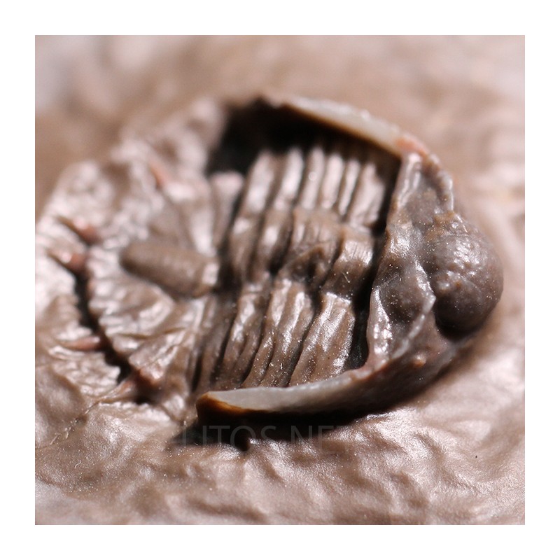 Trilobites Basseiarges mellishae